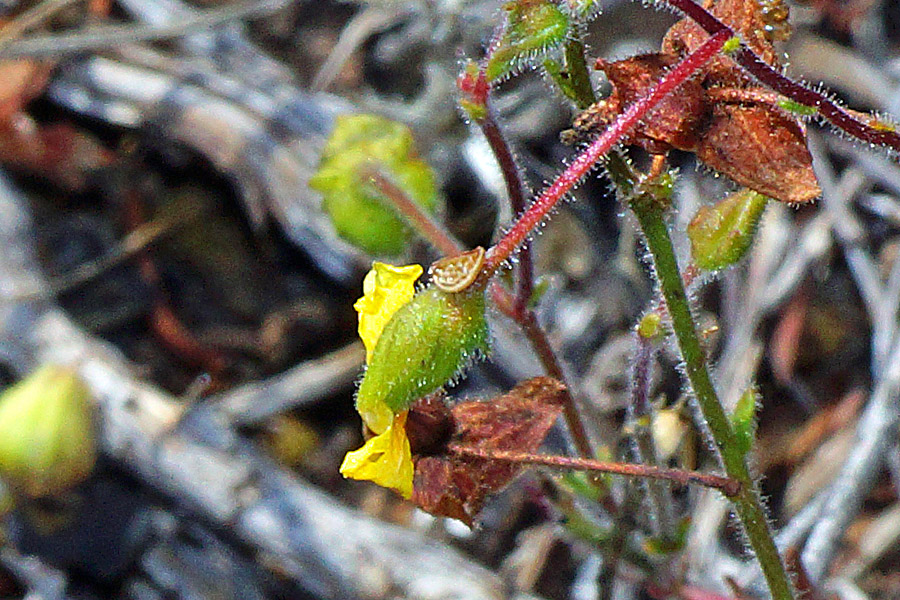 Fumana glauca da determinare